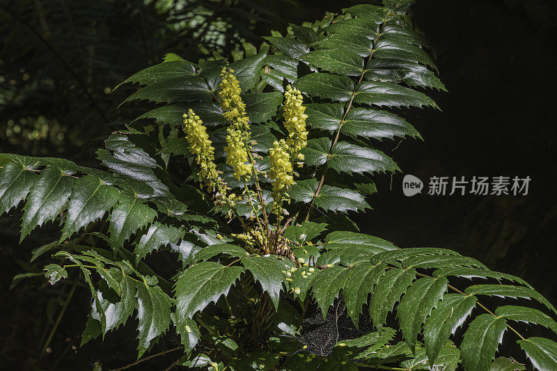 桄榔子(Mahonia pinnata, syn. Berberis pinnata)为小檗科灌木。草原溪红木州立公园;